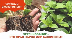 Не умирай, черенок! КорнеСил Башинкома поднимет твой иммунитет