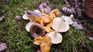 Последние грибы Подмосковья перед заморозками! Нашел райскую полянку с брусникой в ноябрьском лесу