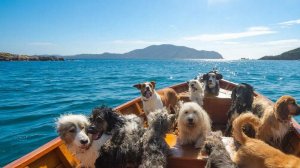 ИИ АНИМАЦИЯ | ЗАЛИПАЛКИ