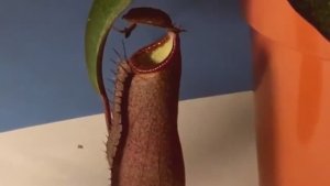 Индивидуальный подход. Непентес. Опыт кормления червем