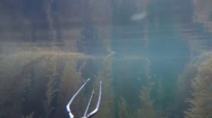 Лобан_2016_тел