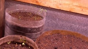 СОРТА ЗЕЛЕНЬ. ПЕТРУШКА, УКРОП,САЛАТЫ.