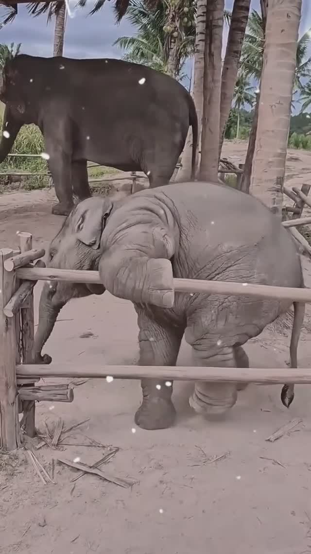 Купи Слона смотреть онлайн