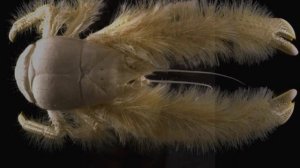 Редкие ЖИВОТНЫЕ ! (2)