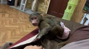 Это не обезьяна, а одна сплошная головная боль, она доведет любого)))