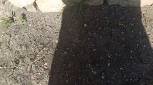 19,20 апреля 2025г. Взошла кукуруза. Посеяла камнеломку.