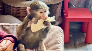 Анфиса ТЫРИТ ЕДУ У Степки, хотя совсем недавно поела, а Татьяны Алексагиной для Вас - ОБЪЯВЛЕНИЕ!