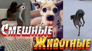ВИДЕО ПРИКОЛЫ С ЖИВОТНЫМИ Я РЖАЛ ДО СЛЕЗ