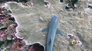 Комодо Акула спит