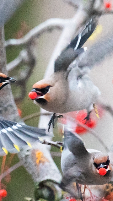 Прилетели Дрозды и Свиристели