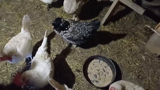 Домашний влог Супер вафельница из Фикс прайс смотреть онлайн