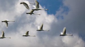 0009А-ЖУРАЛИ В ИСПОЛНЕНИИ ВЛАДИМИРА КУДРИНСКОГО