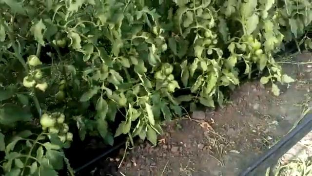 Обзор гибрида томата Мальва F1 перед применением ЭТИЛЕНА