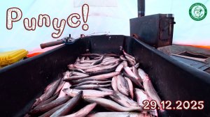 РИПУС! С НОЧЕВОЙ В КАЧКАНАРЕ НА РИПУСА С ХЛОПУШКАМИ, ДУПЛЕТЫ, ОБРЫВЫ, КЛЁВАЯ НОЧЬ, РЫБАЛКА НА УРАЛЕ!