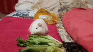 Морская свинка. Смотреть в хорошем качестве. Смотреть онлайн