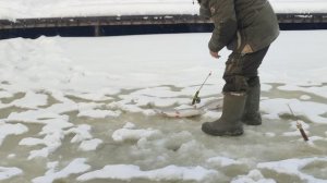 Основной водоём. Хорошая котлета.