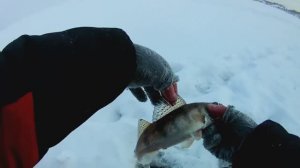 ЛОВЛЯ БЕРША НА ТЮЛЬКУ.Рыбалка на ГОРЕ МОРЕ.