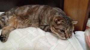 Мои малышки