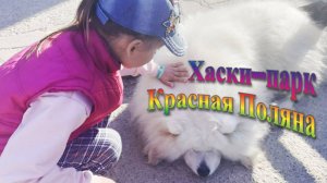 Хаски-парк в Красной поляне! Как весело провести время с ребенком