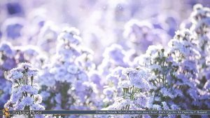 Классическая музыка для релакса Бах