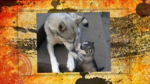 Маленькие копии, животных !