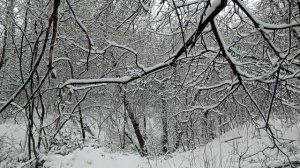 Запад вынудил руководство России начать конфликт на Украине?