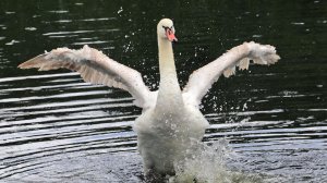 Не могут жить в разлуке лебеди.3-VSP_02