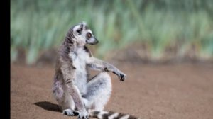 Редкие экземпляры, животных, на земле !