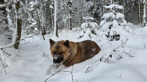 Поход в лес за ёлочкой. Заматываем веточки огоньками. Запись стрима с ютуба 29.12.25
