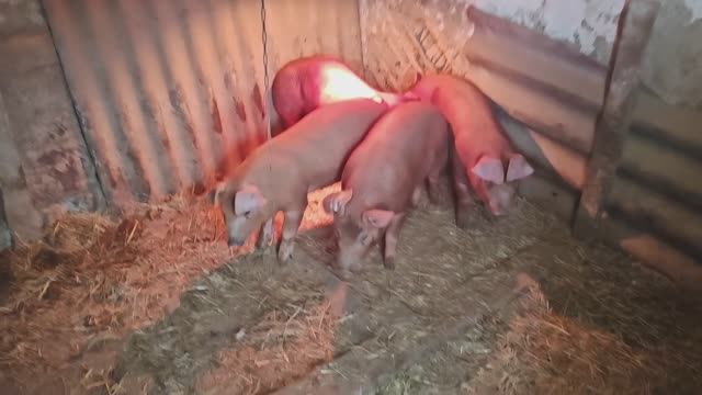 Работа по хозяйству, Саня идет на поправку, готовимся к Новому году.