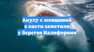 Акулу с женщиной в пасти заметили у берегов Калифорнии
