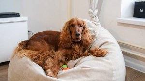 Кинолог дал совет по выбору передержки для собаки в Новый год