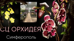 Маленькая да удаленькая поставка в садовом г. Симферополь