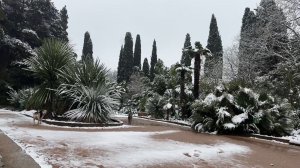 ❄️Никитский Ботанический Сад☃️ | Крым | Прогулка стрим | 2025