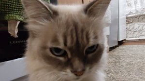 едем покупать колонку Алису