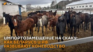 Тракены и вестфальцы: конезавод в Ратомке создает лошадей для спорта