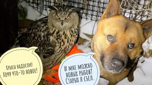 Артём припахал Машу пахать снег. Сову Кофи приручать или не приручать? Филин Ёль не ценит еду