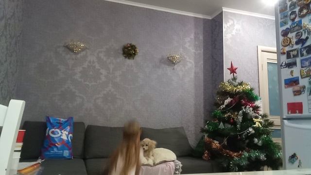 собачка с собачкой. смотреть онлайн