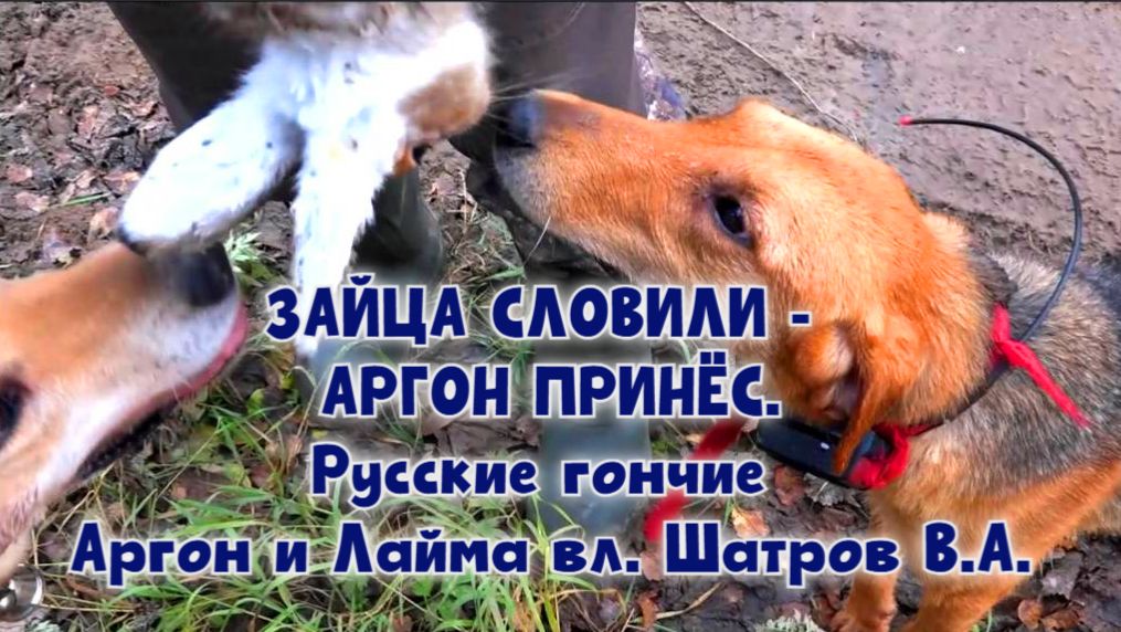 ЗАЙЦА СЛОВИЛИ - АРГОН ПРИНЁС .Русские гончие Аргон и Лайма вл. Шатров В.А.#охота#собака#топ#hunting смотреть онлайн