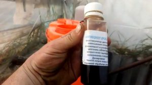 Как добиться одновременного зацветания кисти на томате