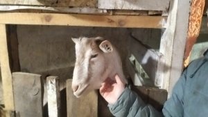 29-12-2025 Новости с моего хозяйства / приготовила подарки своим девочкам.