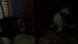 Мой ласковый и нежный зверь. Или тигр_ Ещё и рычит! Темная история 🤭