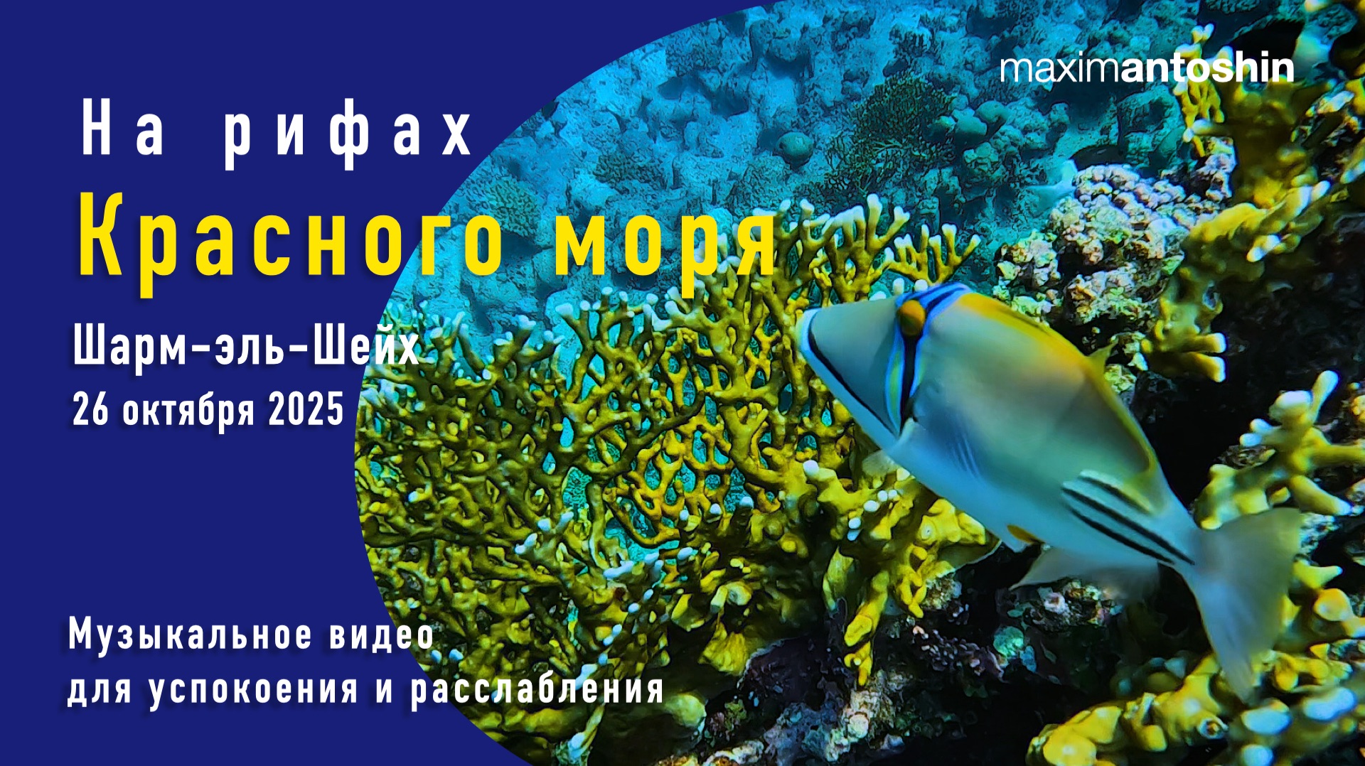 На рифах Красного моря. Рас-Ум-Сид. 28 октября 2025. смотреть онлайн