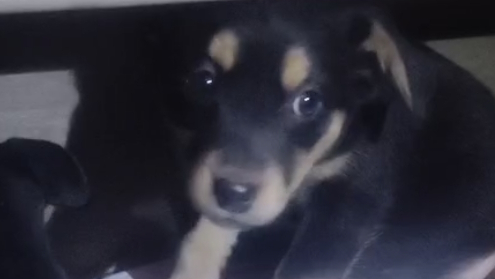 Породистую собаку с 12-ю щенками привязали к мусорке смотреть онлайн