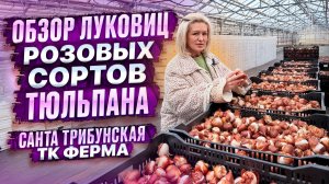 ОБЗОР ЛУКОВИЦ РОЗОВЫХ СОРТОВ ТЮЛЬПАНА