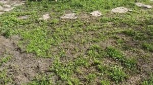 17 апреля 2025г.Опять кошу)