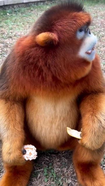 Курносая золотистая обезьяна 🐒 смотреть онлайн