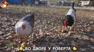 Содержание кур в домашних условиях и других птиц во дворе у Роберта 🐣🐤🦆🐔🪿🦃 (379)