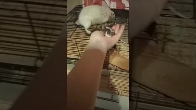 ухаживаю за мышонком смотреть онлайн