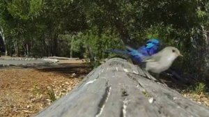 КОМЕДИЯ РОК  Птица-Удача!))